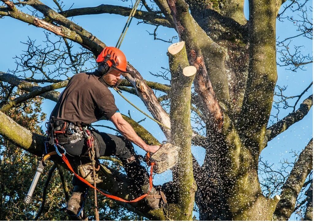 Baumpflege Baumschnitt Dinslaken